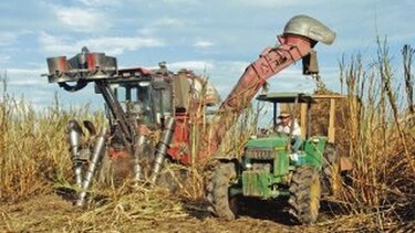 Se buscan tierras para sembrar caña