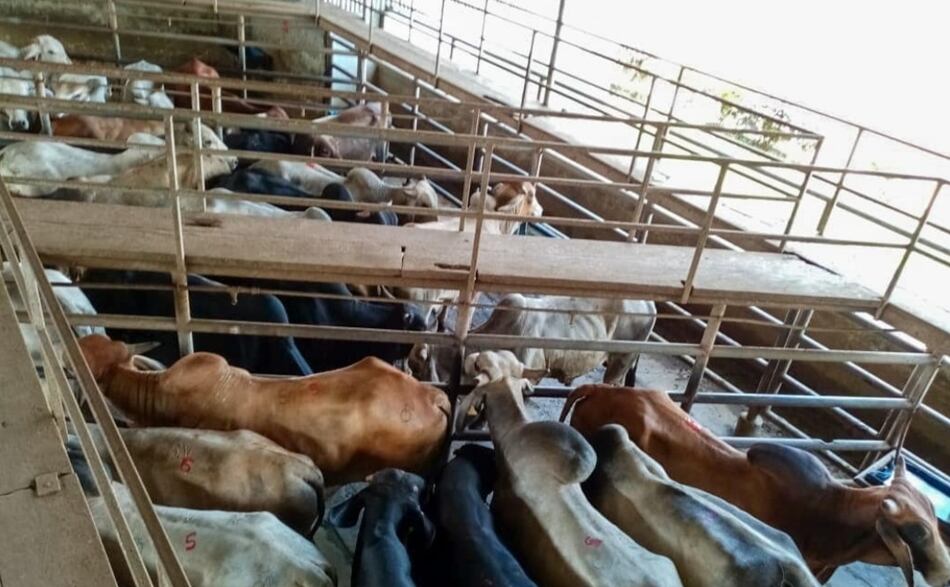 Productores reciben el pago de $1.8 millones por venta de novillos gordos