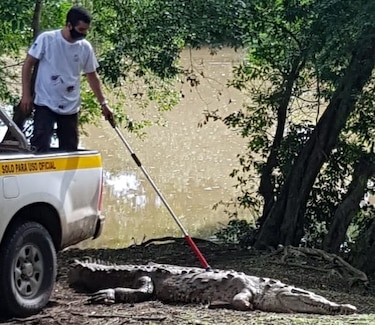 Rescatan especie de cocodrilo en peligro de extinción
