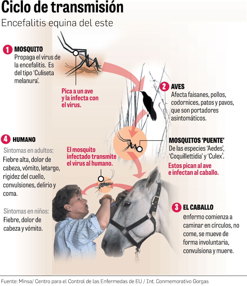 Encefalitis equina: dos nuevos casos luego de tres años