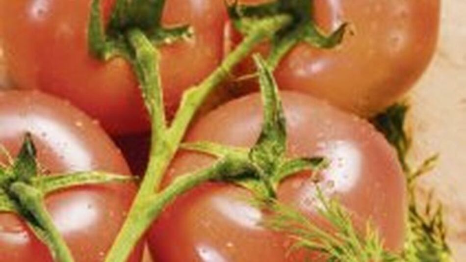 Avispa combatirá plaga del tomate