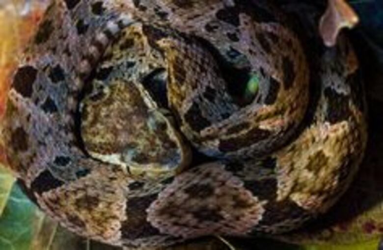 Estudio científico liderado por panameño gana premio internacional