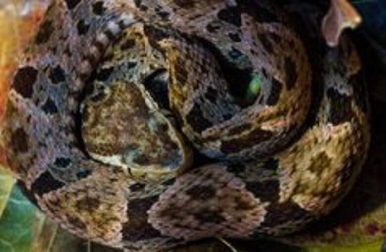 Estudio científico liderado por panameño gana premio internacional