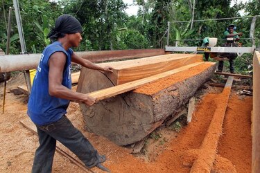 Bosques de Darién,en peligro por tala ilegal