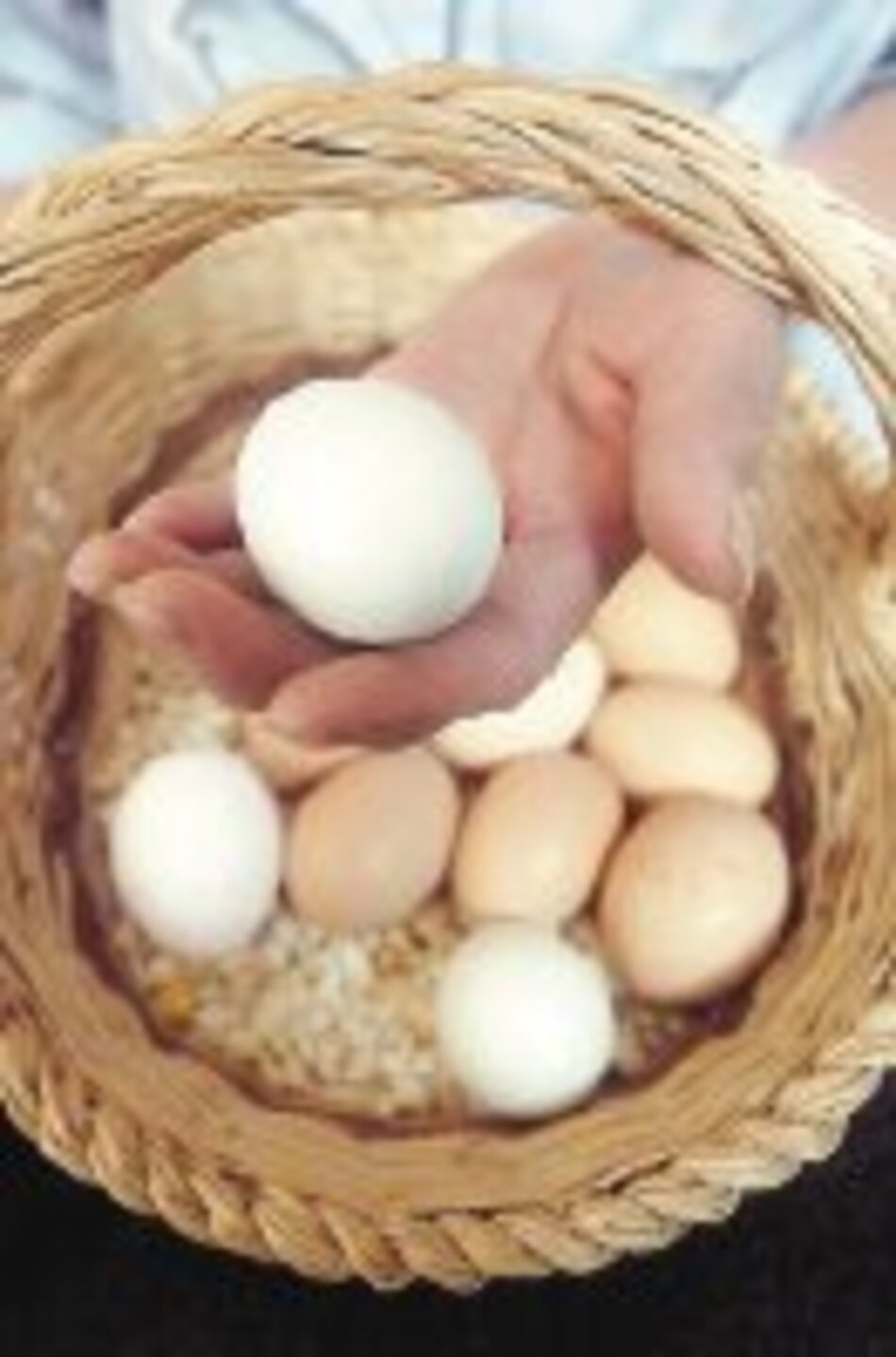 Agronoticias La gallina de los huevos verdes