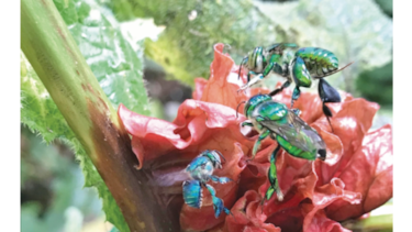 Insectos en busca de ‘likes’ 