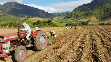 Productores de papa y cebolla insatisfechos con propuesta del MIDA