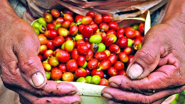 Comercialización de café cayó en agosto