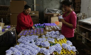 Ecuador tiñe rosas que duran mucho más allá de San Valentín