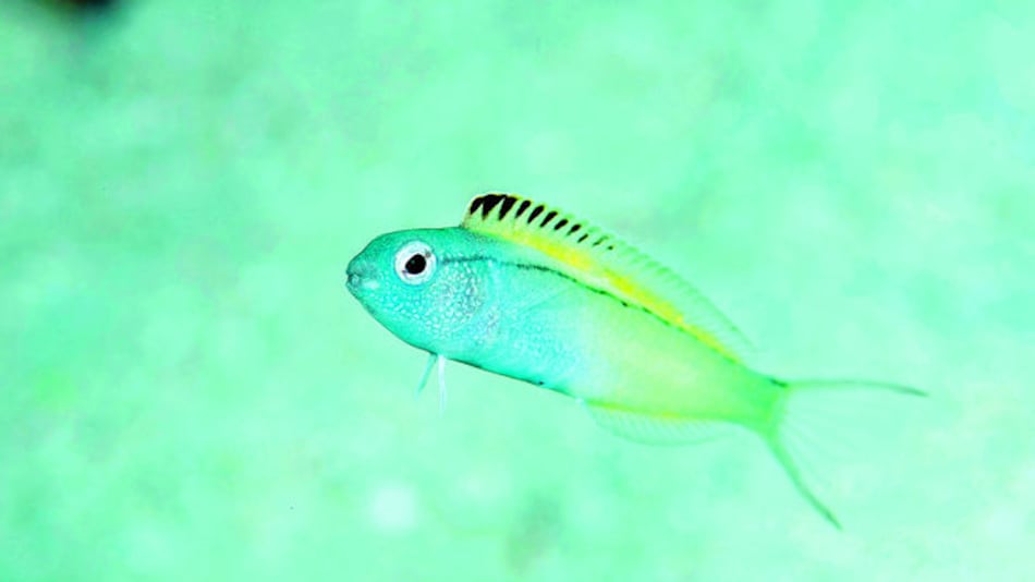 Analizan veneno de pez