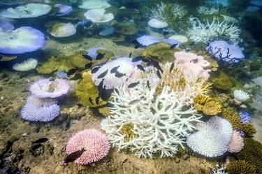 La Gran Barrera de Coral sufre su blanqueamiento ‘más extenso’ jamás registrado
