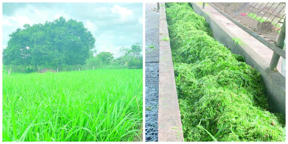 ‘Leche verde’ de vacas que pastorean en ‘El Recreo’