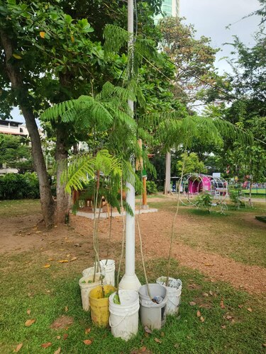 Indignación vecinal por tala de palmas reales en Parque Lefevre