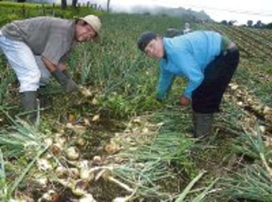 Agronoticias Precios de la papa y cebolla, en picada