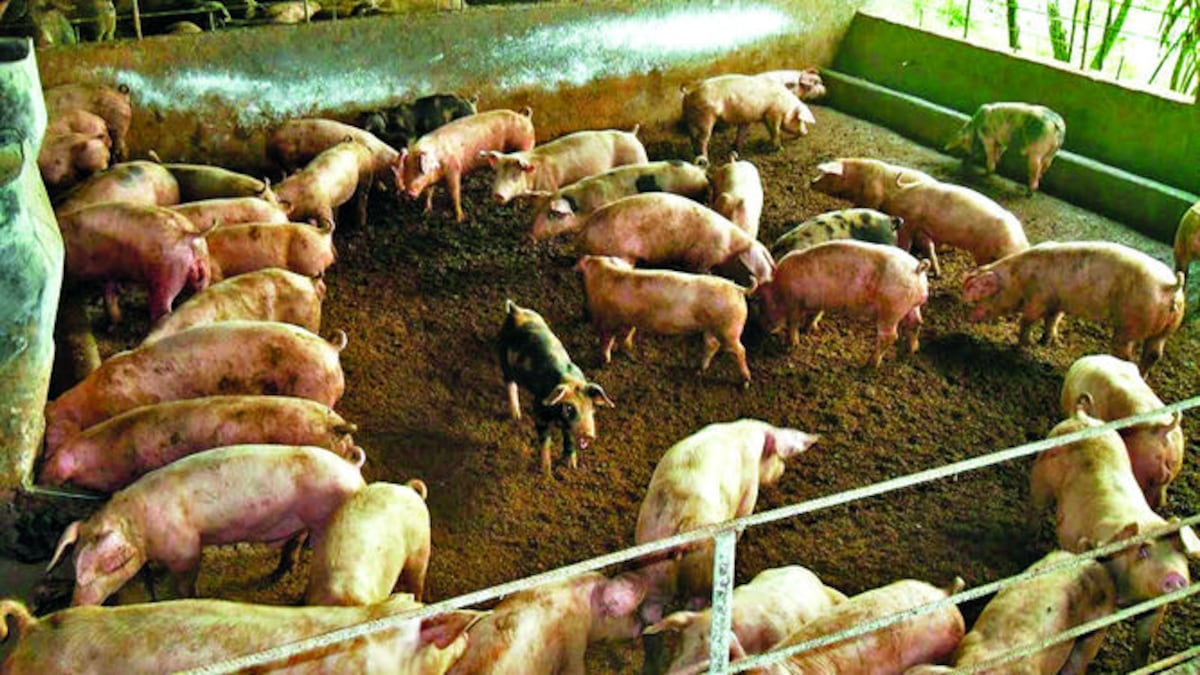 Criar cerdos no es una tarea fácil. El mayor costo, según explicaron los productores, se va en alimentación, insumos y en medicamentos.
