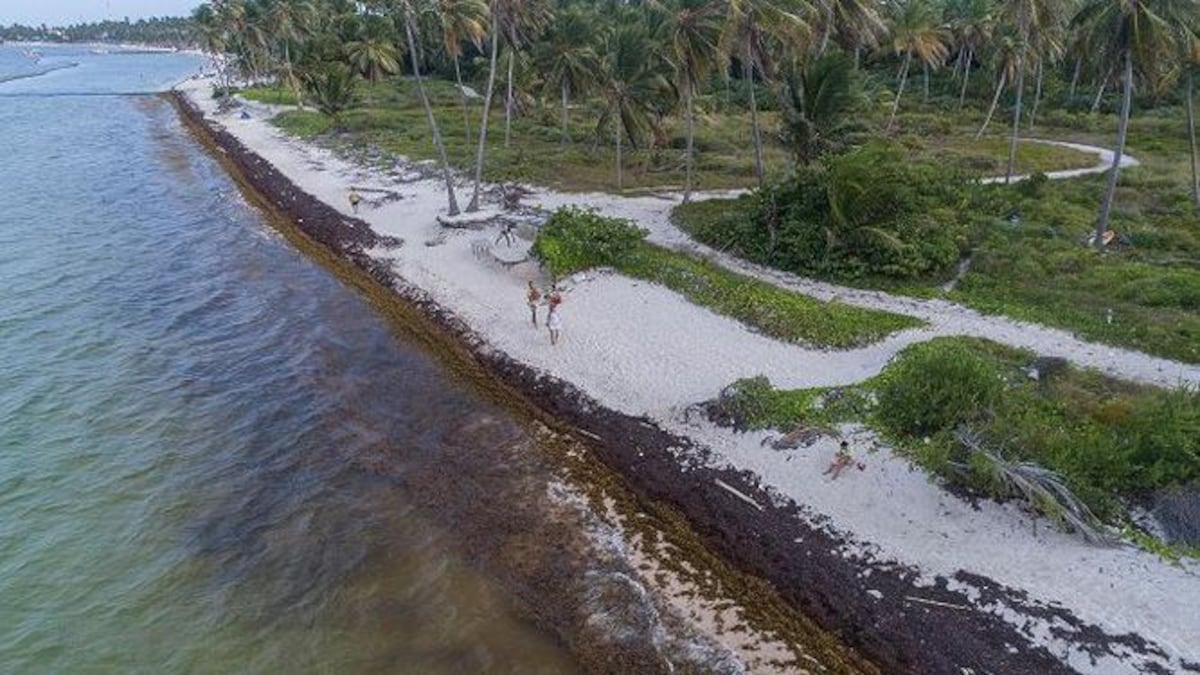 Punta Cana, en la República Dominicana, está perdiendo metros de playa por un proceso erosivo que se at