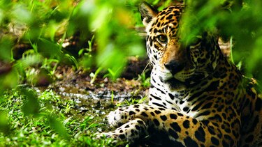Más acciones para proteger a los jaguares