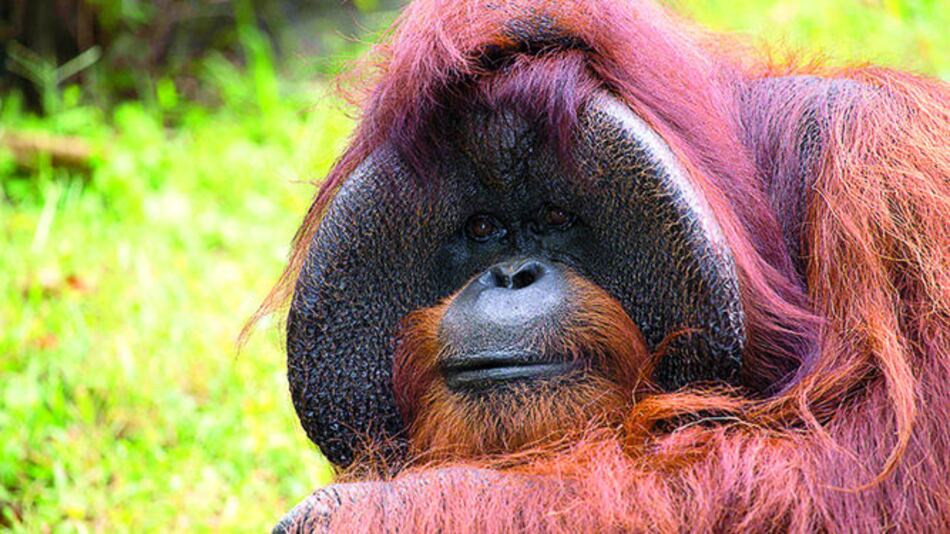 Fallece Chantek, el Orangután que usaba señas
