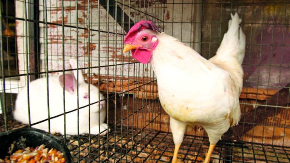 Chile, libre de influenza aviar