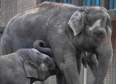 La popularidad de tigres, elefantes y osos podría ser su perdición