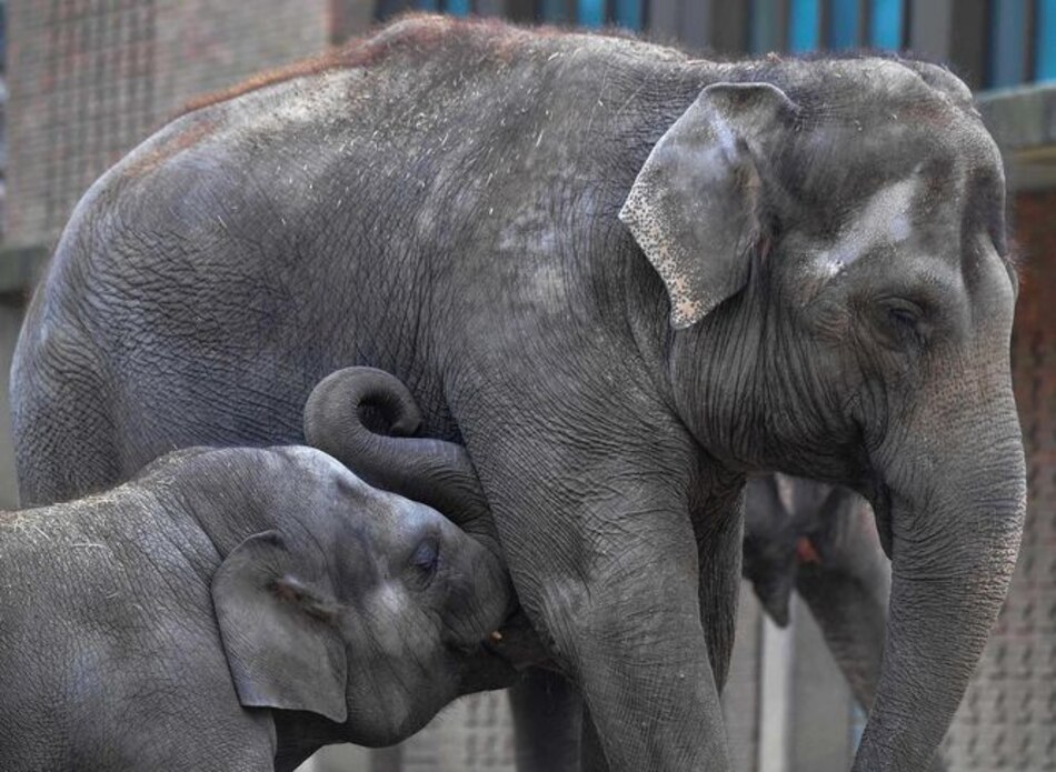 La popularidad de tigres, elefantes y osos podría ser su perdición