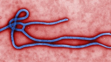 Sierra Leona predice cero casos de ébola para final de marzo