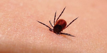 Una pomada antibiótica es eficaz contra enfermedad de Lyme