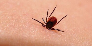 Una pomada antibiótica es eficaz contra enfermedad de Lyme