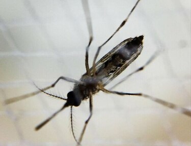 Se confirma en España una transmisión del dengue por vía sexual