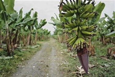 Ebasa reitera proyecto para Coosemupar