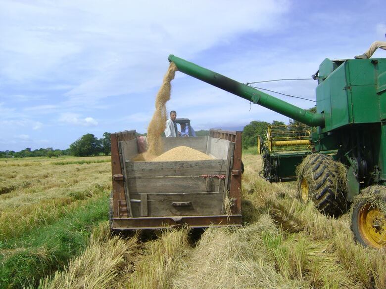 ¿Qué ocurre con el arroz en Panamá? Productores temen pérdidas en la cosecha mientras la industria justifica las importaciones