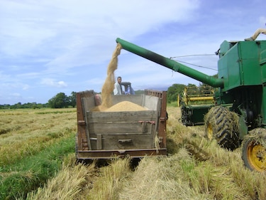Crisis del arroz en Panamá: productores advierten pérdidas, Mulino confirma fin del subsidio y el IMA recurre a importaciones