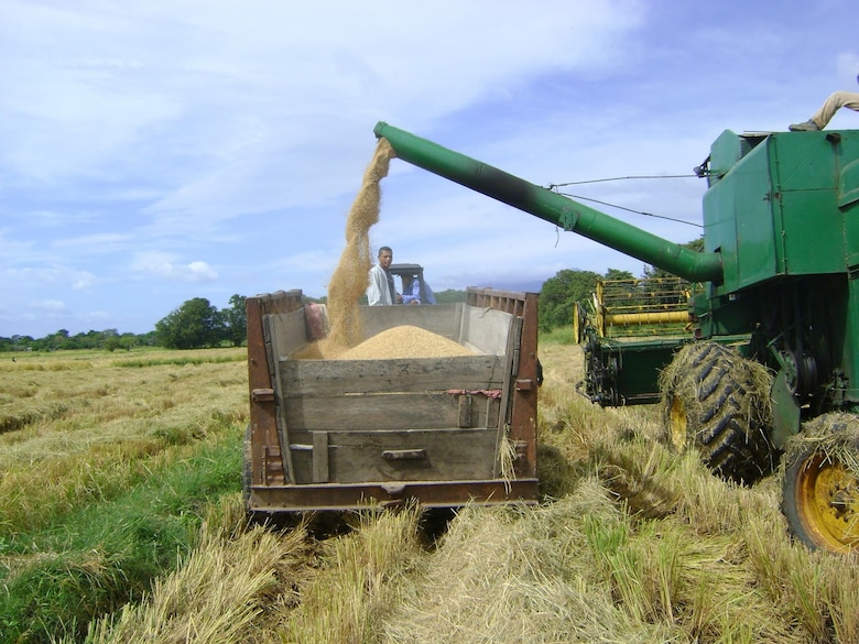 ¿Qué ocurre con el arroz en Panamá? Productores temen pérdidas en la cosecha mientras la industria justifica las importaciones