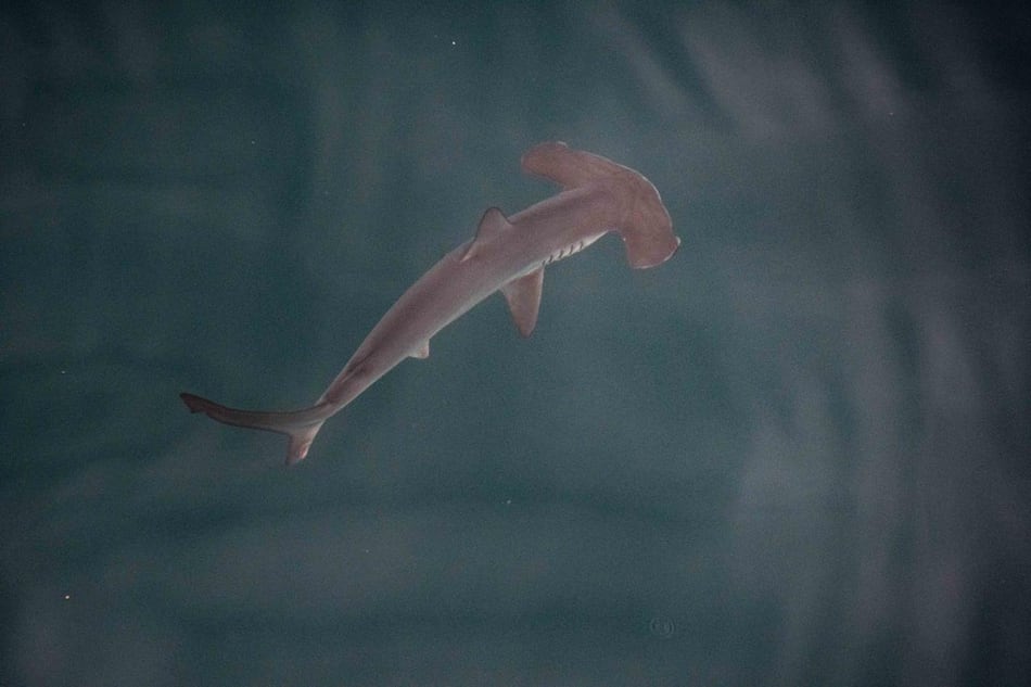 Galápagos, Malpelo y Revillagigedo, entre áreas de mayor cantidad de tiburones del planeta