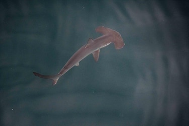 Hallan por primera vez una posible ‘guardería’ de tiburones martillo liso en las Galápagos
