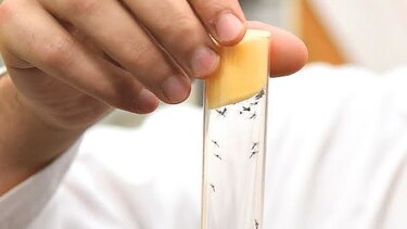 Paraguay reporta primer caso de embarazada con zika