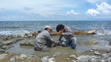 Hallan en Panamá un fósil de tortuga que vivió hace 6 millones de años