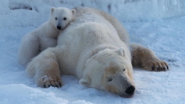 Por qué algunos osos polares están ‘más gordos y sanos’ a pesar del derretimiento del hielo marino