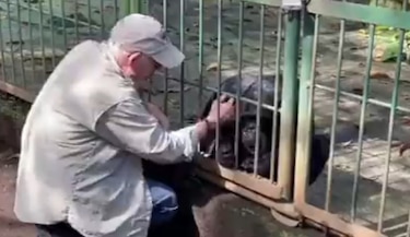 La conmovedora despedida de veterinario que cuidó a un chimpancé en Nicaragua