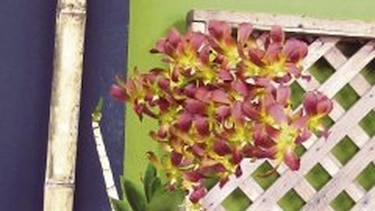 Raras variedades de orquídeas en Boquete