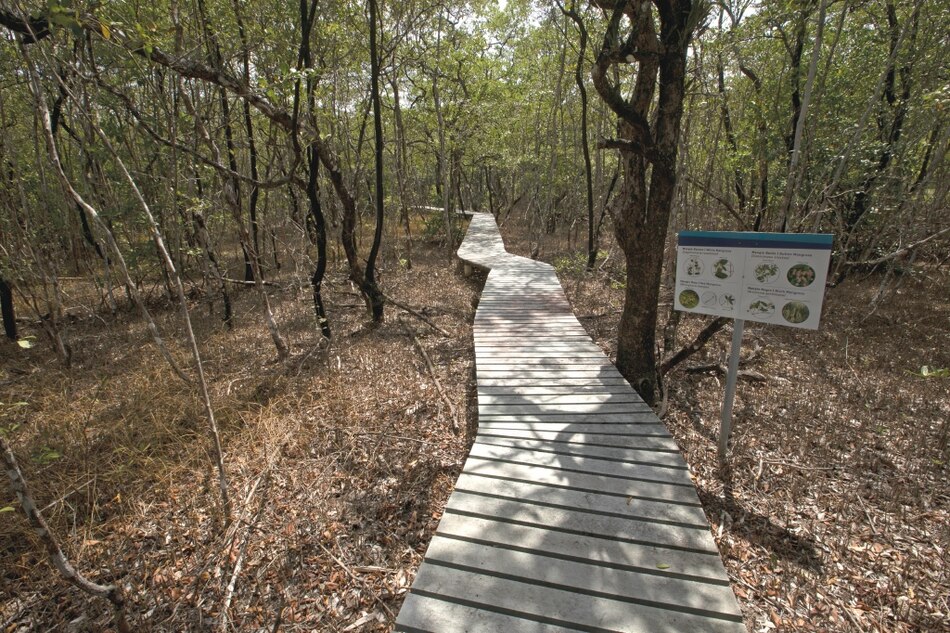 Manglares de Panamá y de todos