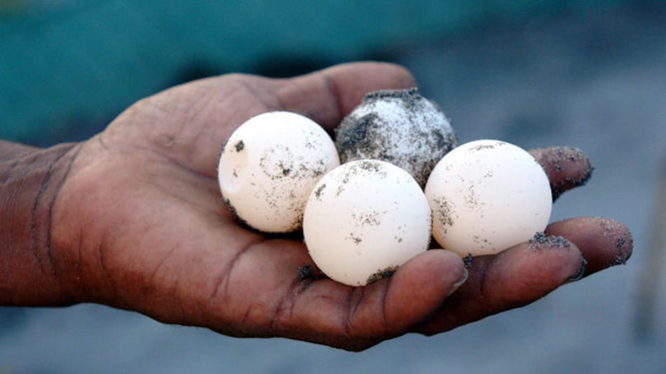 Huevos de tortuga en Panamá tienen alto grado de metales tóxicos