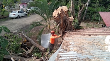 Lluvias y fuertes vientos ocasionan la caída de al menos 10 árboles en diferentes puntos del país