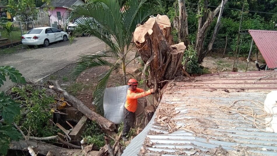 Lluvias y fuertes vientos ocasionan la caída de al menos 10 árboles en diferentes puntos del país