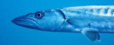 Biólogo panameño estudia la 'retardación' del parto en un tiburón bambú hembra