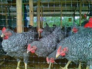 Pollos franceses ´pastan´ en Coclé