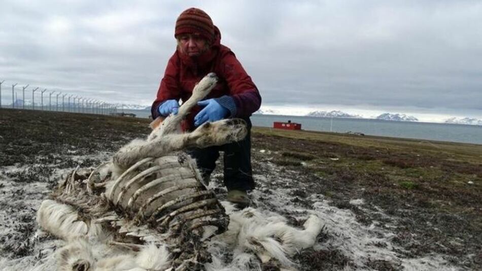 200 renos murieron de hambre en el Ártico por el cambio climático