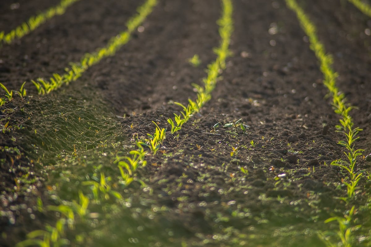 Desafíos estructurales del crédito agropecuario