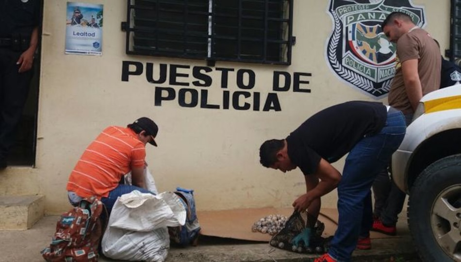 Condenan a cinco personas por traficar con huevos de tortuga en Los Santos