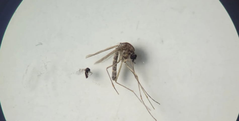 Detectan primer caso de fiebre Oropouche en Panamá y se intensifican medidas de vigilancia